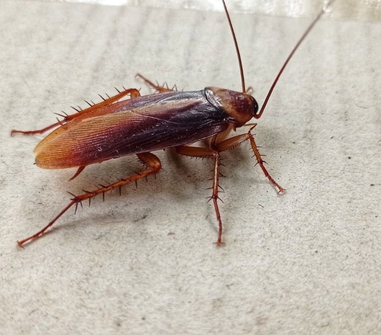 Se acabaron las cucarachas en verano: así puedes hacer que desaparezcan