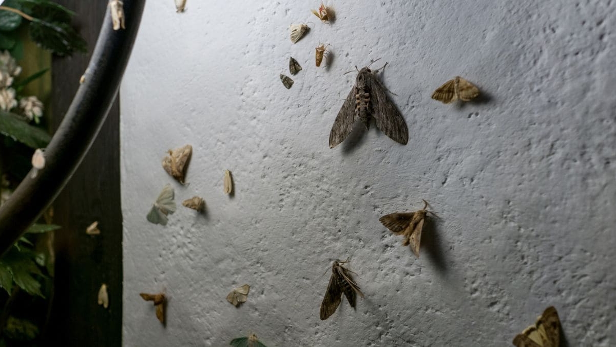 Aplastar polilla