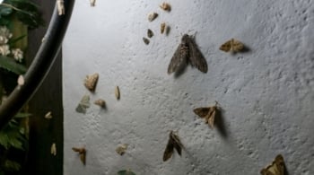 Aplastar polilla