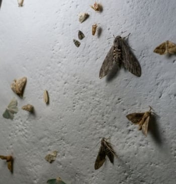 Por qué no deberías aplastar una polilla si te la encuentras volando [...]