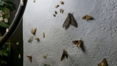 Por qué no deberías aplastar una polilla si te la encuentras volando por casa