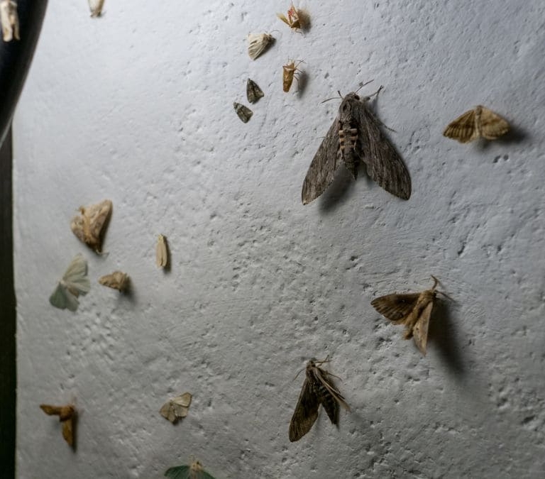 Por qué no deberías aplastar una polilla si te la encuentras volando por casa