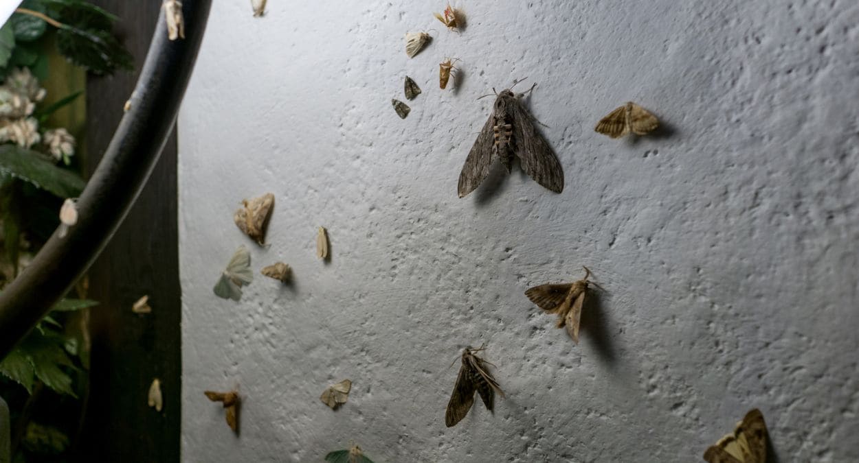 Por qué no deberías aplastar una polilla si te la encuentras volando por casa