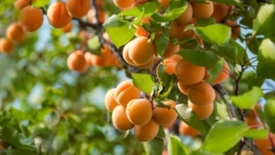 Los beneficios de comer albaricoques para la salud
