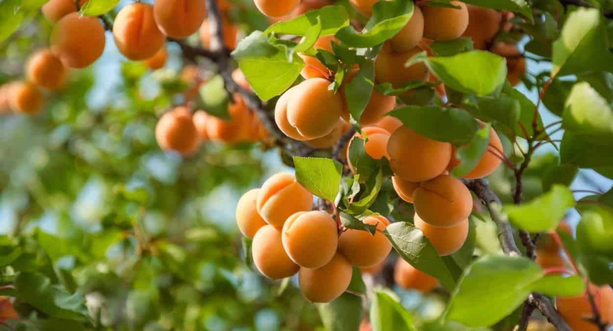Los beneficios de comer albaricoques para la salud