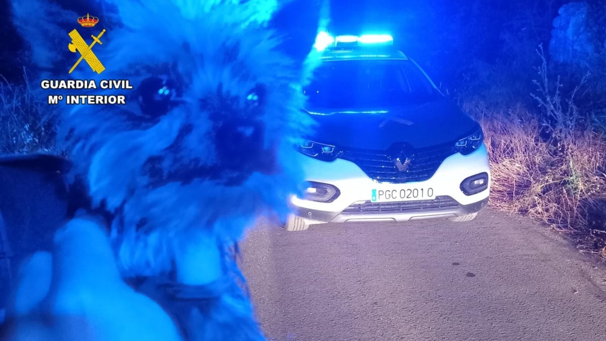 Lucas, el yorkshire que ha salvado a su dueño con sus ladridos