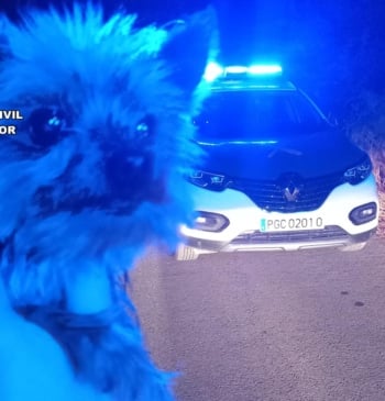 Lucas, el yorkshire que ha salvado a su dueño con sus ladridos