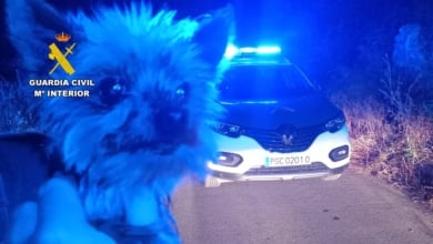 Lucas, el yorkshire que ha salvado a su dueño con sus ladridos