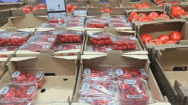 Denuncian ante Consumo el etiquetado de los tomates cherry producidos en el Sáhara Occidental que se venden en Carrefour