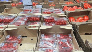 Denuncian ante Consumo el etiquetado de los tomates cherry producidos en el Sáhara Occidental que se venden en Carrefour