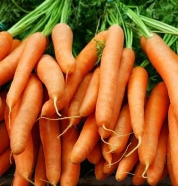 Estos son los súper beneficios para el organismo de comer zanahorias