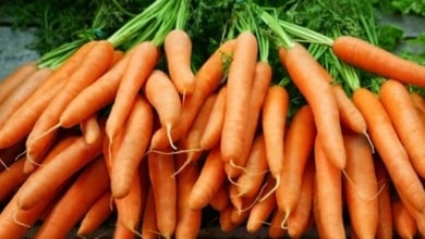 Estos son los súper beneficios para el organismo de comer zanahorias