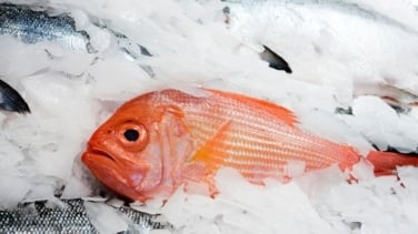 Cómo descongelar el pescado en solo cinco minutos