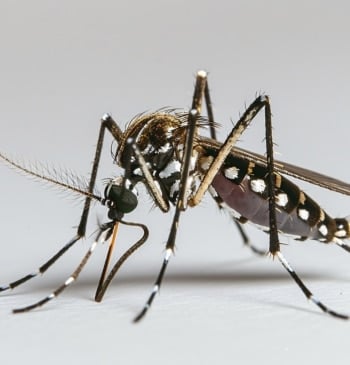 El mosquito tigre avanza y se expande por España en las zonas [...]