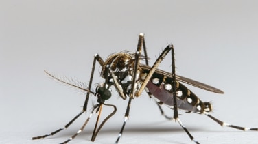 El mosquito tigre avanza y se expande por España en las zonas frías
