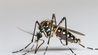 El mosquito tigre avanza y se expande por España en las zonas frías
