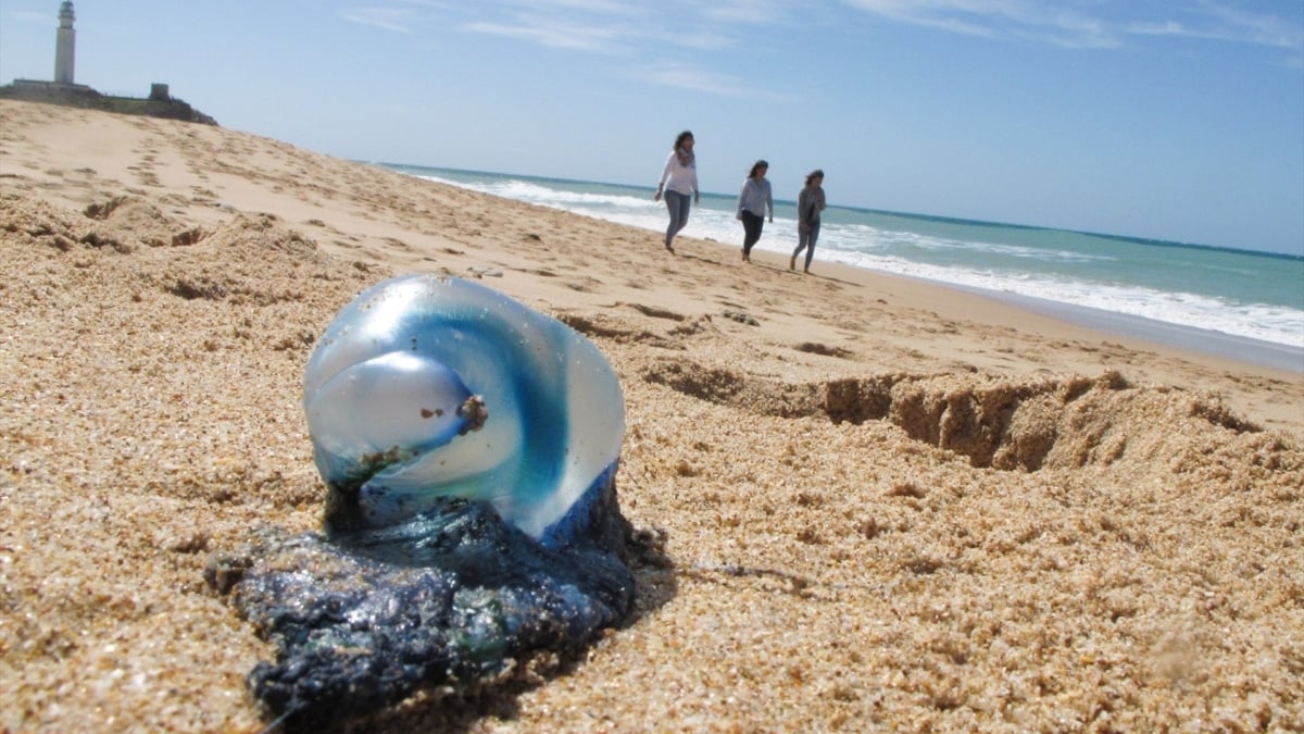 Las 5 medusas más peligrosas que debes evitar en verano