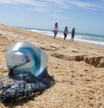 Las 5 medusas más peligrosas que debes evitar en verano