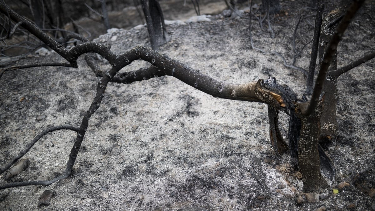 Los bomberos luchan contra un incendio forestal al lado de Viladecans (Barcelona)