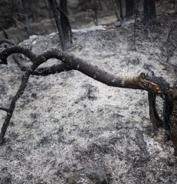 Los bomberos luchan contra un incendio forestal al lado de Viladecans (Barcelona)