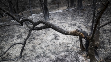 Los bomberos luchan contra un incendio forestal al lado de Viladecans (Barcelona)