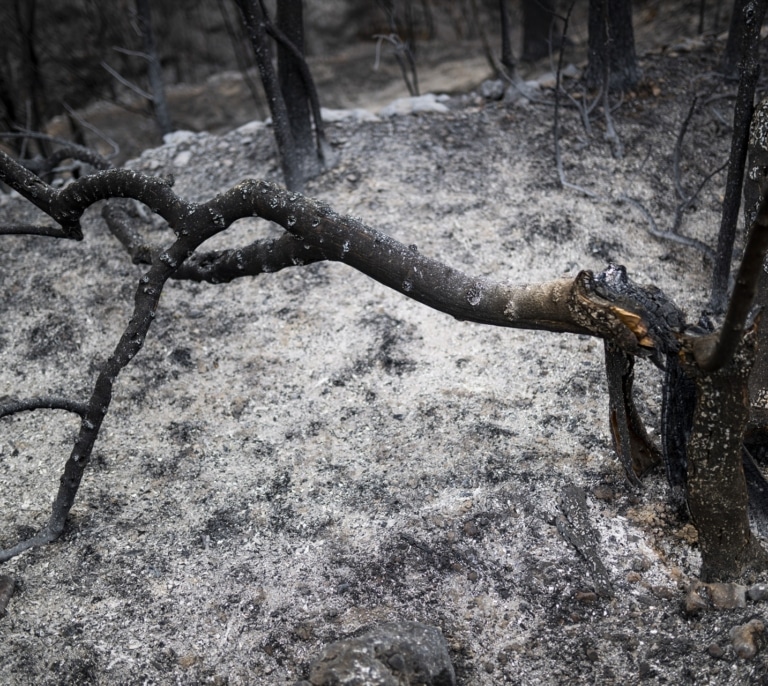 Los bomberos luchan contra un incendio forestal al lado de Viladecans (Barcelona)