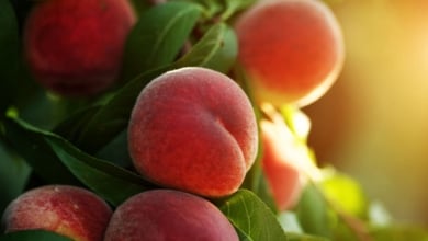 Por qué deberías añadir el melocotón a tu dieta