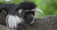 Roban una familia de monos Tití de Pincel de un zoológico de Sevilla