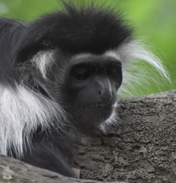 Roban una familia de monos Tití de Pincel de un zoológico de [...]