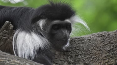 Roban una familia de monos Tití de Pincel de un zoológico de Sevilla