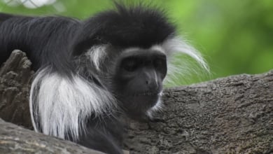 Roban una familia de monos Tití de Pincel de un zoológico de Sevilla