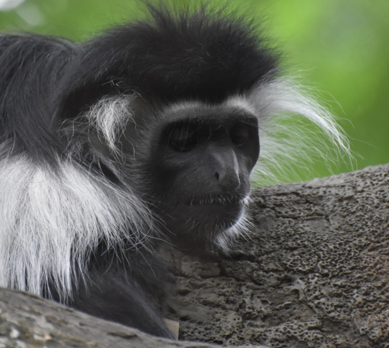 Roban una familia de monos Tití de Pincel de un zoológico de Sevilla