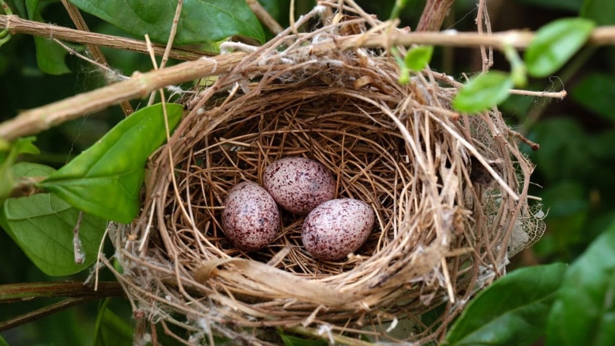Multa nidos pájaros