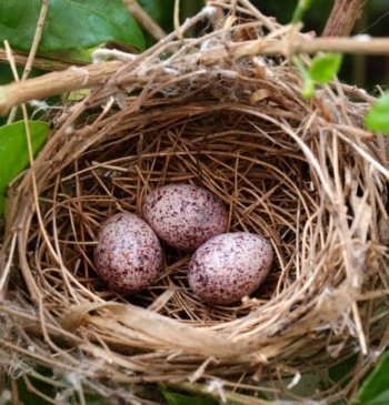 La multa que te pueden poner si eliminas nidos de pájaros de [...]
