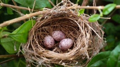 La multa que te pueden poner si eliminas nidos de pájaros de tu casa