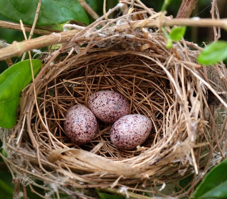 La multa que te pueden poner si eliminas nidos de pájaros de tu casa