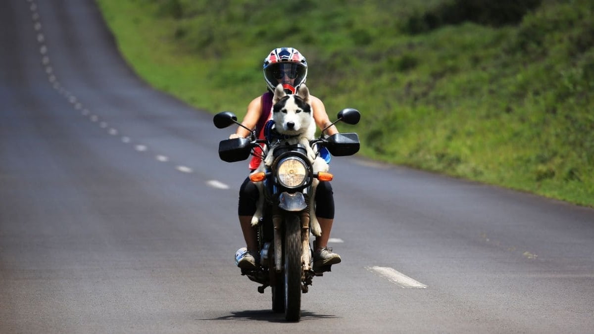 Perro moto