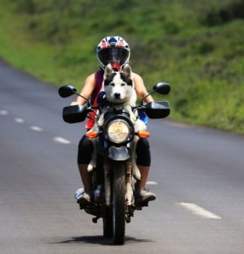¿Es legal llevar a un perro en una moto?