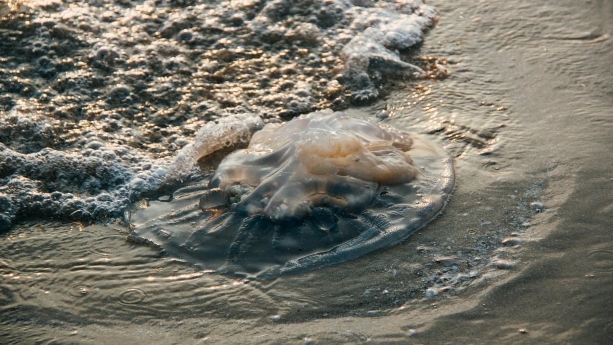 Una medusa varada en la playa