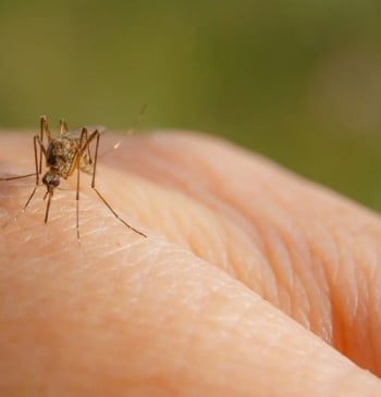 Las picaduras de mosquitos por las que debes preocuparte en verano