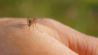 Las picaduras de mosquitos por las que debes preocuparte en verano