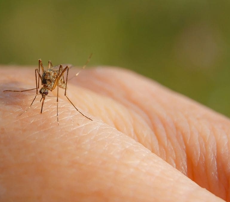 Las picaduras de mosquitos por las que debes preocuparte en verano