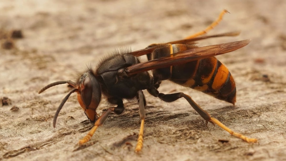 Pisar avispa