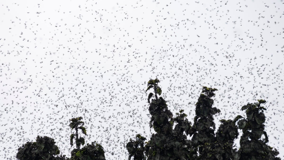 Moscas de la luna de miel vuelan en la cima del Monte Gyeyang en Incheon