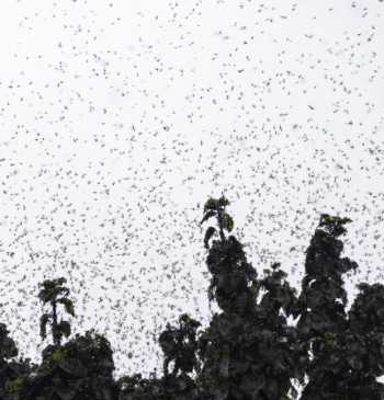 Seúl invadida por una plaga de moscas causada por la subida de [...]
