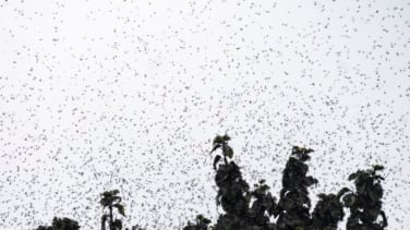 Seúl invadida por una plaga de moscas causada por la subida de las temperaturas