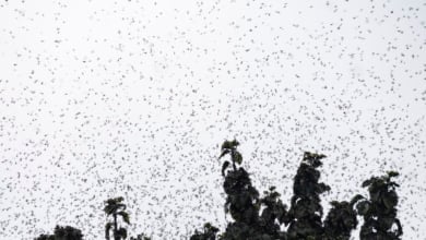 Seúl invadida por una plaga de moscas causada por la subida de las temperaturas