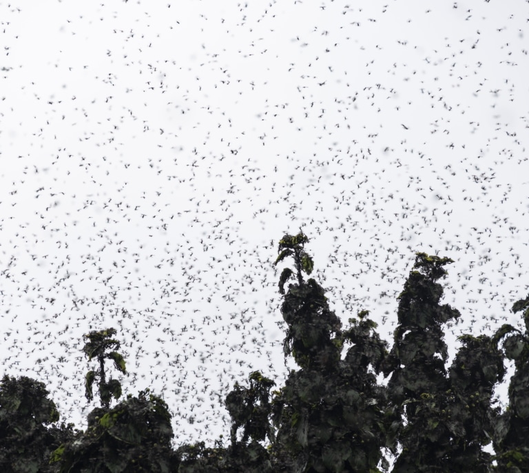 Seúl invadida por una plaga de moscas causada por la subida de las temperaturas