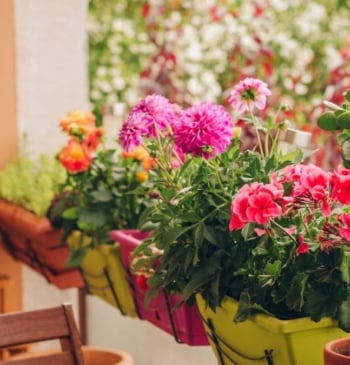 Así debes regar las plantas durante el verano si quieres que sobrevivan [...]