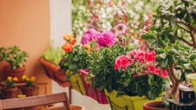Así debes regar las plantas durante el verano si quieres que sobrevivan al calor